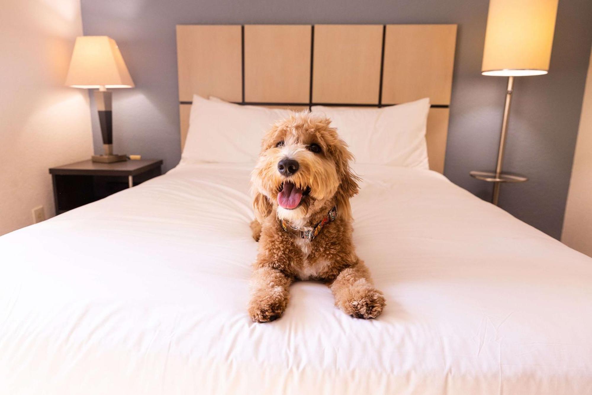 Sonesta Simply Suites Phoenix Glendale Luaran gambar